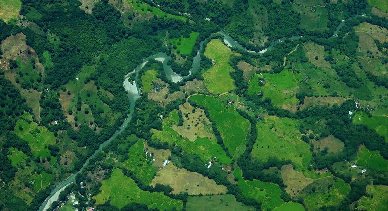 Una imagen satelital muestra cultivos de coca en Cauca, Colombia.